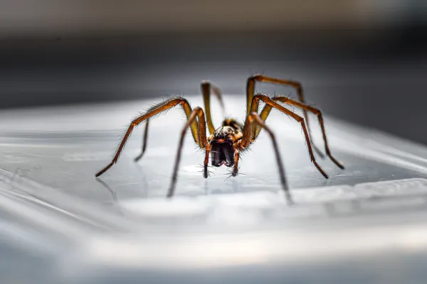Which British Spiders Do You Need to Be Wary of In Your Home?