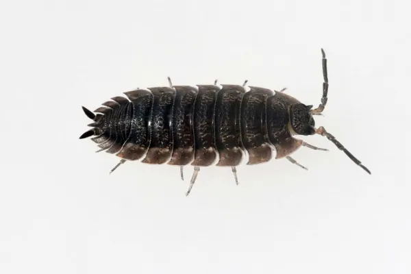 Are Woodlice in the House a Problem?