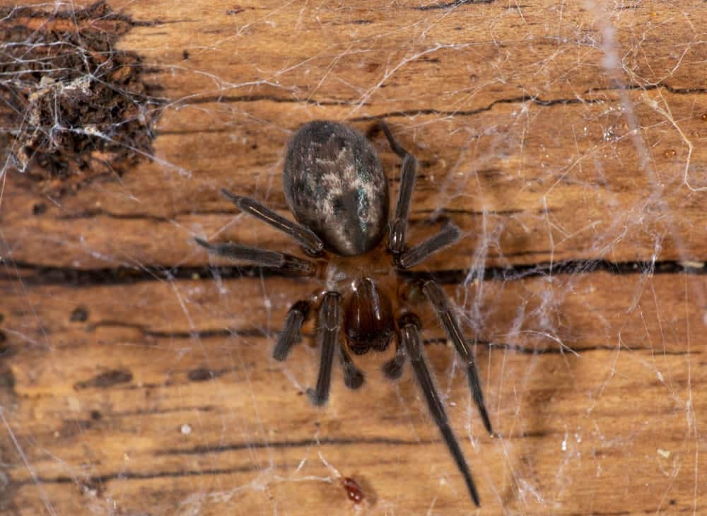 Lace Web Spider