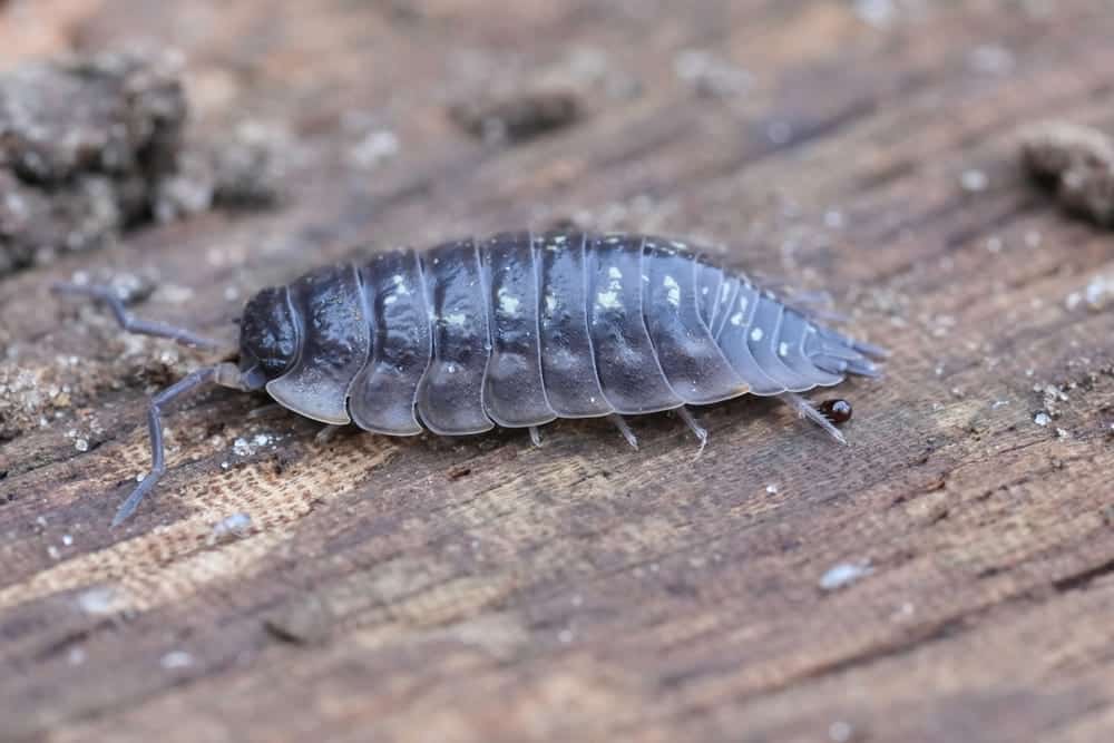 Natural closeup on a common shiny woodlouse, Oniscus asellus sitting on wood